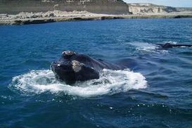 バルデス半島のクジラ